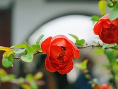 -莫愁湖公园