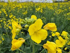 -中国天府农业博览园