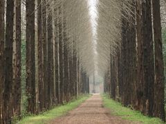 -合肥滨湖国家森林公园