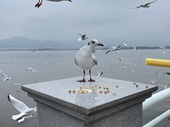 -海埂大坝