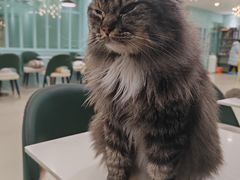 -安格丽娜·狗咖·猫咖羊驼咖(春熙路百盛商场店)