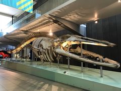 -墨尔本博物馆(Melbourne Museum)