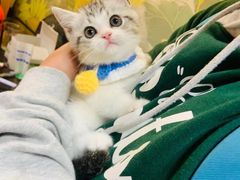 -欣宠猫屋·矮脚拿破仑·蓝金金渐层