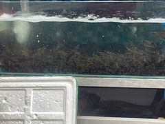 -养牛邓·潮汕牛肉海鲜自助火锅(广州店)