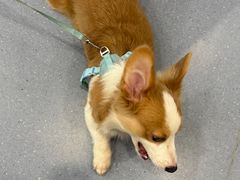 -宠物星动物医院·眼科·异宠·猫科(江南大道总院)