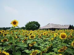 -上海杨姆庄园