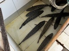 -黑河坝泡姜鸡贡椒鱼(贾旗路店)