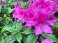 -新虹桥中心花园