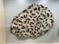 -辽宁古生物博物馆