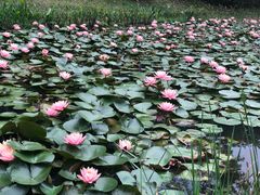 -东莞植物园