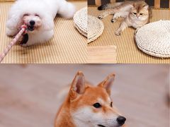 -柴迷FANS CLUB·柴犬狗咖·猫咖
