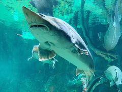 -华夏文旅海洋公园