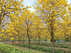 -天适樱花悠乐园