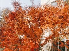 -上海市保健医疗中心