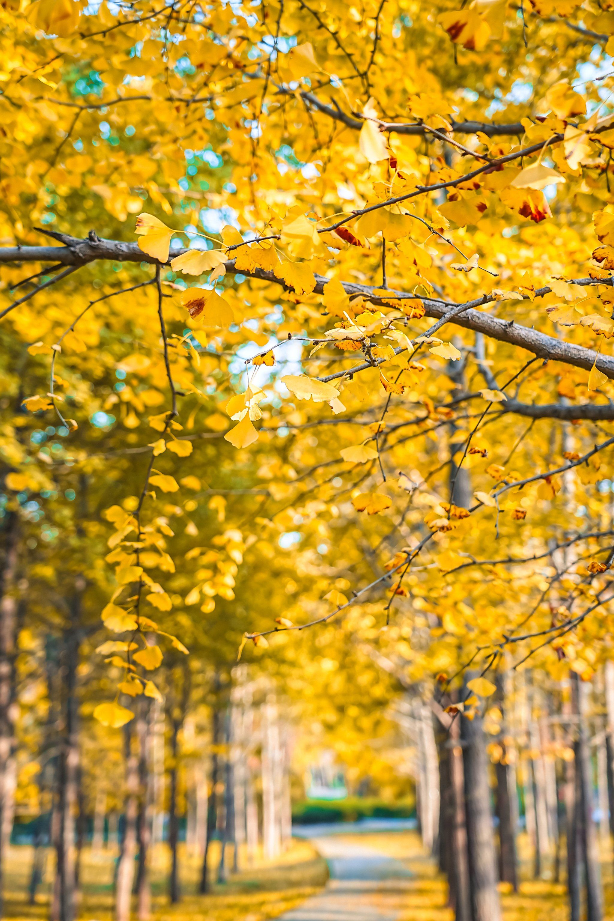 10实拍!金色秋天!人少!免费!景美!