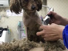 -贝妮宠物医院