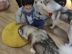 -Husky Go! 哈士奇体验馆·宠物咖啡厅狗咖