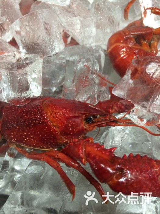 星星小龙虾图片 - 第47张