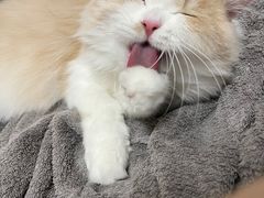 -猫大福·Fortune Cat猫舍(百子湾店)