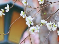 -桃花堤公园