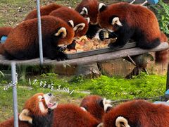 -灵玲国际马戏城