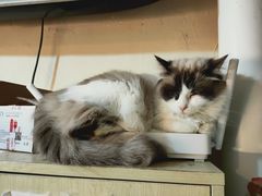 -猫色咖啡·猫咖