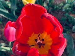 -洛阳郁金香牡丹园