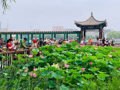-莲花池公园