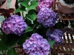 -金科花卉市场