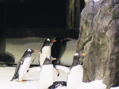-悉尼海洋生物水族馆