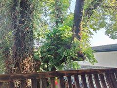 -星巴克(福州三坊七巷店)