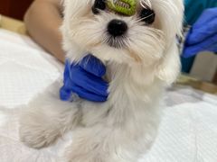 -艾贝尔宠物医院·24H转诊中心·肿瘤猫专科(江宁双龙店)