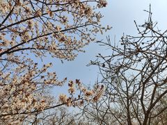 -桃花堤公园