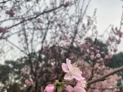 -南山植物园