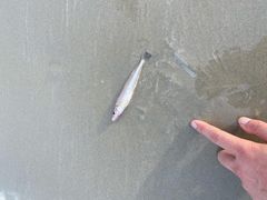 -侨港海滩