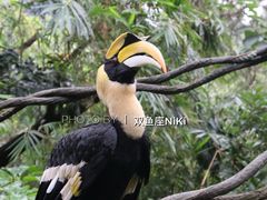 -广州长隆野生动物世界