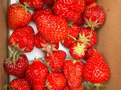 -小鱼草莓采摘园农家乐·小鱼餐厅