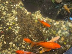 -隐炉和牛烧肉店(群力店)