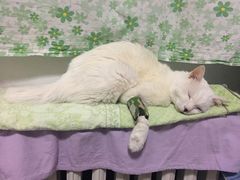 -达爱动物医院·犬猫分区·CT·复杂眼科(远洋山水分院)