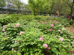 -洛阳市隋唐城遗址植物园