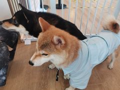 -南京Hallo宠物乐园·哈罗犬舍·柴犬繁育基地