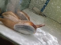 -樱之盛宴·蟹料理海鲜自助(前进大街店)
