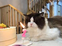 -爱维尔阳光蛋糕(越湖店)