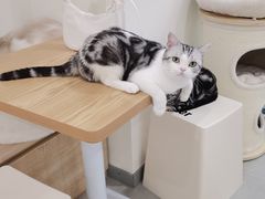 -有喵·猫咖·狗咖·30几只猫10只小狗(岗厦店)