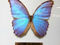 -上海昆虫博物馆