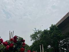 -龙大花卉苗木市场