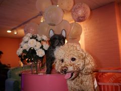 -百好乐宠物友好餐厅(朝外大街店)