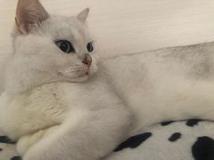 -屋虎猫馆(宝安大仟里店)