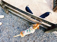 -前小桔亲子创意农场·草莓采摘·露营烧烤