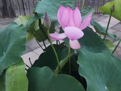 -莲花池公园